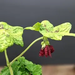 コリバス】Corybas Sp.(開花済み) 1球 - メルカリ