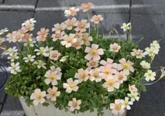 【匿名発送】オキザリス オブツーサ球根 約30個　ミックスのサムネイル
