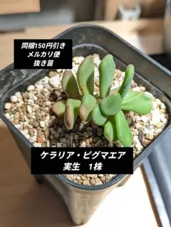 K Dr.様 リクエスト 2点 まとめ商品