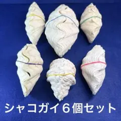 シャコガイ両面６個セット　インテリア　　　　　　　飾り物　アクセサリー　オブジェ