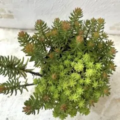 セディフォルムゴールド　細葉黄金万年草　抜き苗　多肉植物　セダム