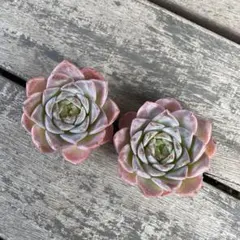 ෆ˚*感謝セールෆ˚* アメイジンググレイス 1苗 抜き苗 寄せ植え 多肉植物 アメイジンググレイス 抜き苗 多肉植物 エケベリア - メルカリ