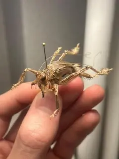 サルオガセギスキリギリスカマドウマバッタ直翅類コロギスリオック