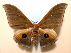 2026年最新】標本 ヤママユの人気アイテム - メルカリ