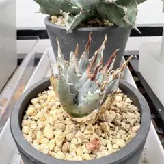 2026年最新】エボリスピナ陽炎の人気アイテム - メルカリ