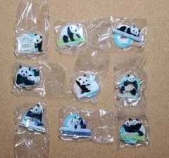 アドベンチャーワールド パンダ 楓浜 ガチャ アクスタ 9種コンプセット