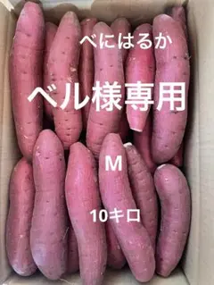 ベル様専用　M 10キロ