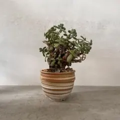 早い者勝ち特価！ 長期管理 現地球 ケラリア ピグマエア 中川智治 作家鉢 2025年最新】ピグマエア 現地球の人気アイテム - メルカリ