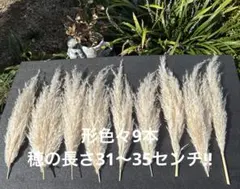 形色々9本 パンパスグラス ドライフラワー