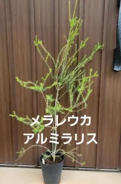 バンクシア テルマチアエ 鉢植え 苗 苗木 オージープランツ - メルカリ
