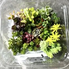 多肉植物　寄せ植えセット