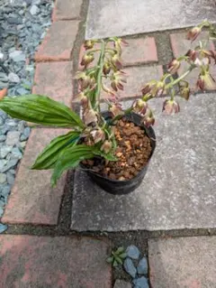 雪山登山様 リクエスト 2点 まとめ商品