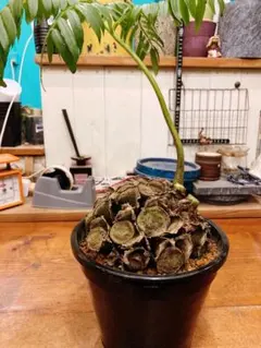 2026年最新】リュウビンタイの人気アイテム - メルカリ