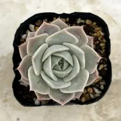 リラ　抜き苗　多肉植物　エケベリアのサムネイル