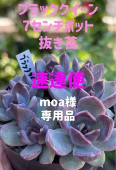 moa様 リクエスト 4点 まとめ商品