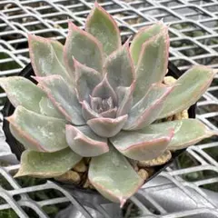 多肉植物 プリンセスティアラ 抜き苗 ミックスベリア おらいさん