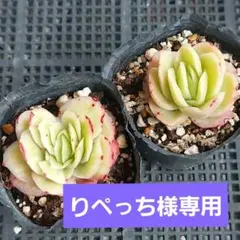 りぺっち様 リクエスト 4点 まとめ商品