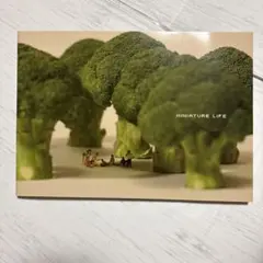 Item thumbnail for item 370f9e3e-5a6f-441f-81f9-b0cc501762ed