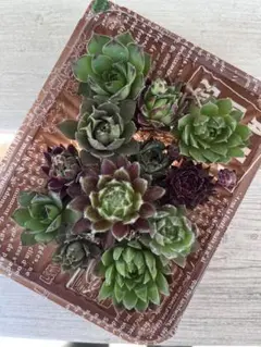 緑　多肉植物　詰め合わせ　センペルビウム