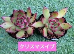 クリスマスイブ エケベリア 抜き苗 多肉植物