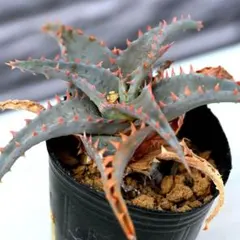 アロエ×ガステリア　十兵衛×カスティロニアエ　黒肌　異種配合　激レア個体　札付き アロエ×ガステリア 十兵衛×カスティロニアエ 黒肌 異種配合 激レア個体