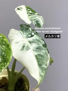 2026年最新】アロカシの人気アイテム - メルカリ