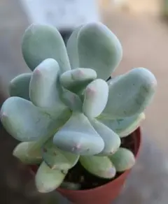 桃美人 多肉植物 抜き苗 大きめ 1株 - メルカリ