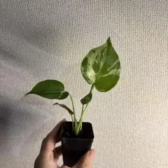 モンステラ デリシオーサ バルバソーのサムネイル