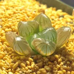 多肉植物　ハオルチア ドドソン紫OB-1　725のサムネイル