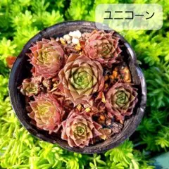 mii様　センペル 多肉植物 センペルビウム シルバータウ 7.5cmポット苗 : ハニー