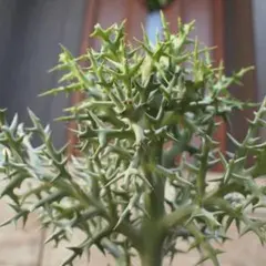 2025年最新】ユーフォルビアの人気アイテム - メルカリ