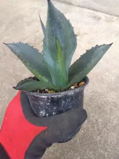 アガベ アトロビレンス ミラビリス カキコ4株❗ ⑥ - メルカリ