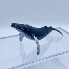 チョコQ 日本の動物 第7弾 ツチクジラ【海洋堂】ブック無 - メルカリ