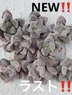 多肉植物 ハオルチア タランチュラ （狼蛛） 8苗セット 少々形悪い苗含む