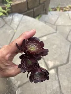 多肉植物　黒法師カット苗　3本のサムネイル