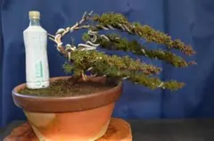 2025年最新】糸魚川真柏の人気アイテム - メルカリ