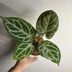 Homalomena sp. \