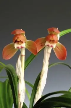 2026年最新】韓国春蘭の人気アイテム - メルカリ