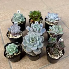 O*♪様 多肉植物　抜き苗　おまとめセット