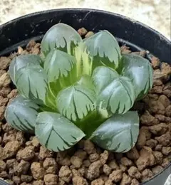 ハオルチア　オブツーサ錦　水中月　15