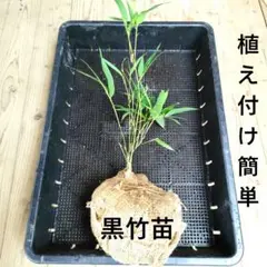 2026年最新】黒竹 苗の人気アイテム - メルカリ