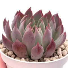 か*5様 【極上苗】ミックスベリア 赤鬼 多肉植物 おらいさん 自家繁殖苗