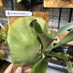 くさりのこ様 リクエスト 2点 まとめ商品