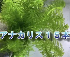 ゆうちゃむ様 リクエスト 2点 まとめ商品