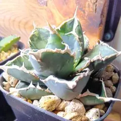 2025年最新】浪人 アガベの人気アイテム - メルカリ