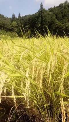 淡路島産キヌヒカリ20キロ - メルカリ