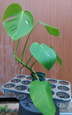 モンステラ デリシオーサ 4号ポット植え - メルカリ