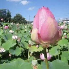 2026年最新】蓮根 苗 レンコンの人気アイテム - メルカリ