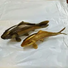 金属工芸 銅製品 夫婦鯉 双鯉 置物