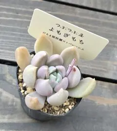 ①多肉植物 セダム つぶつぶ屋 ☆さくらもち☆ 抜き苗 - メルカリ